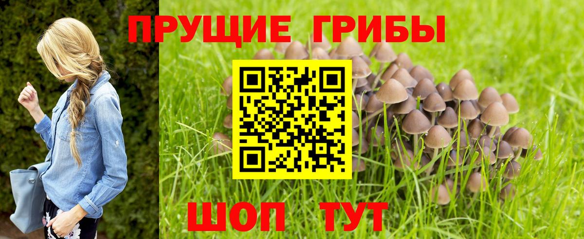 где найти наркотики  Вход с VPN  Псилоцибиновые грибы прущие грибы  Абакан  Галлюциногенные грибы Cubensis 